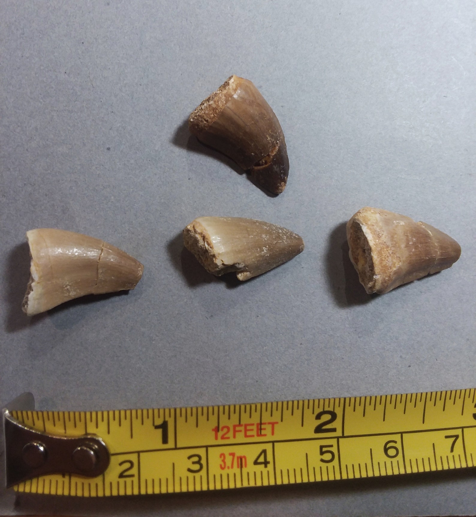 Real Mosasaurus Tooth Small .75-1 DinosaurReal | Etsy
