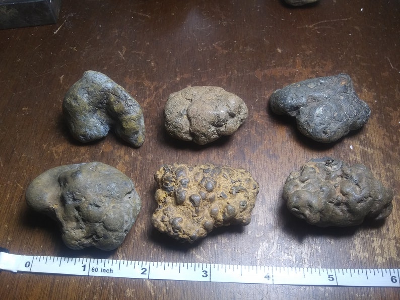 largest fossilized poop
