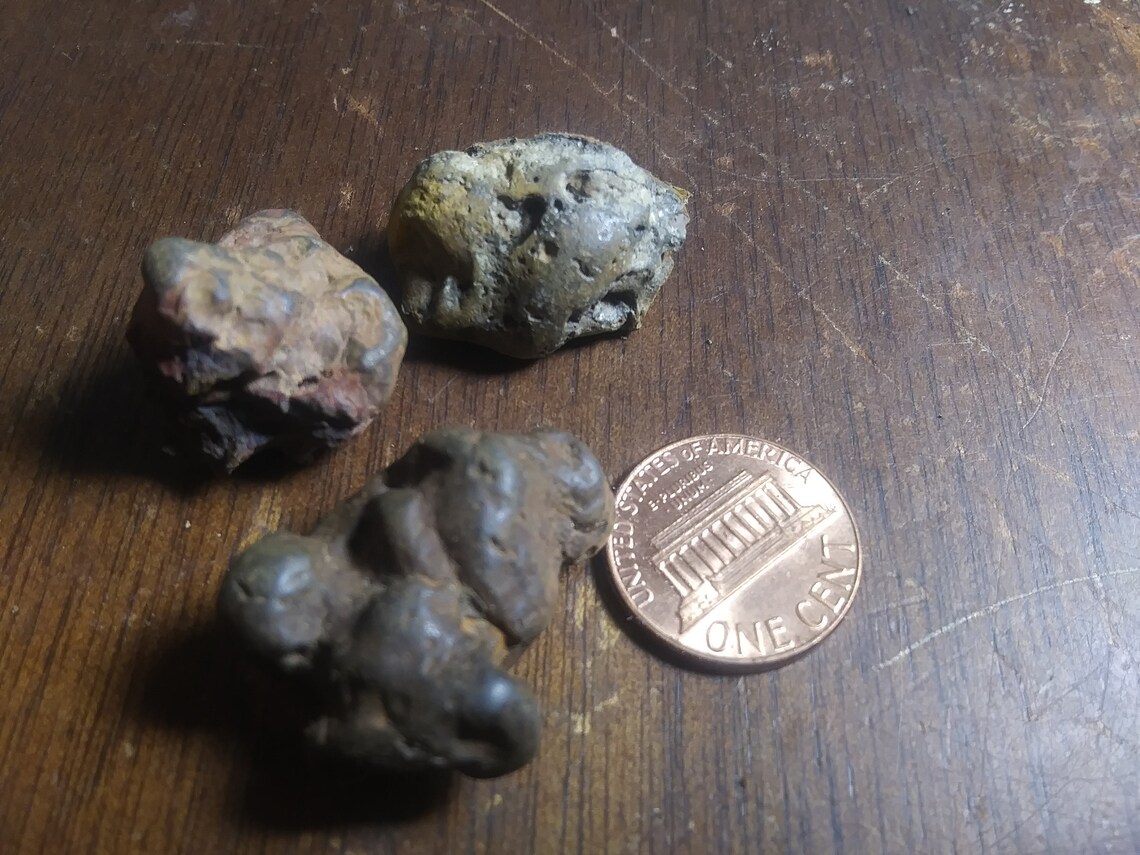 fossilized t rex poop