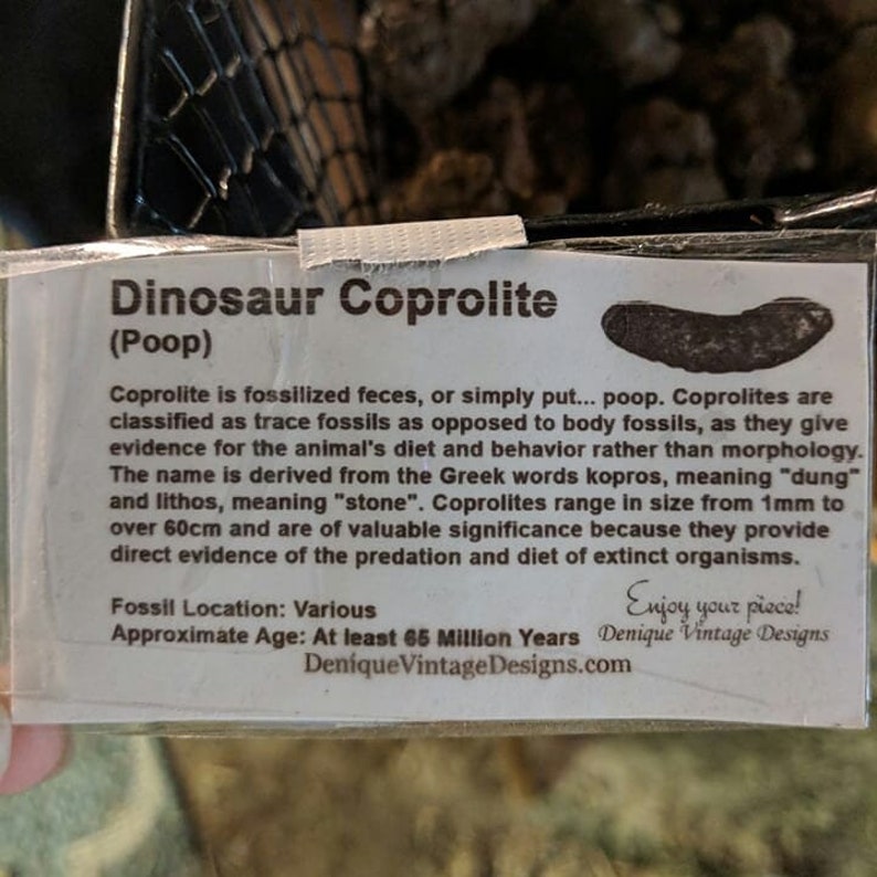 Real Fossilized Dinosaur Poop Coprolite Vegetarian Poop. | Etsy