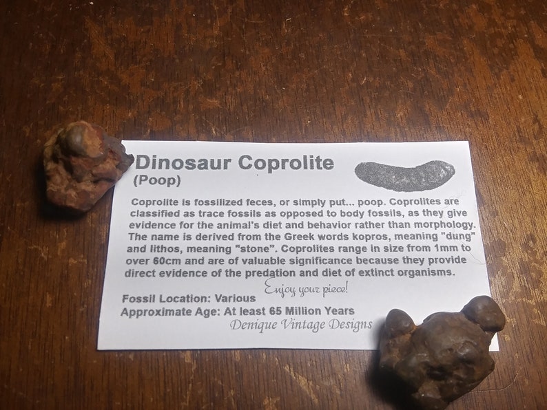 fossilized t rex poop