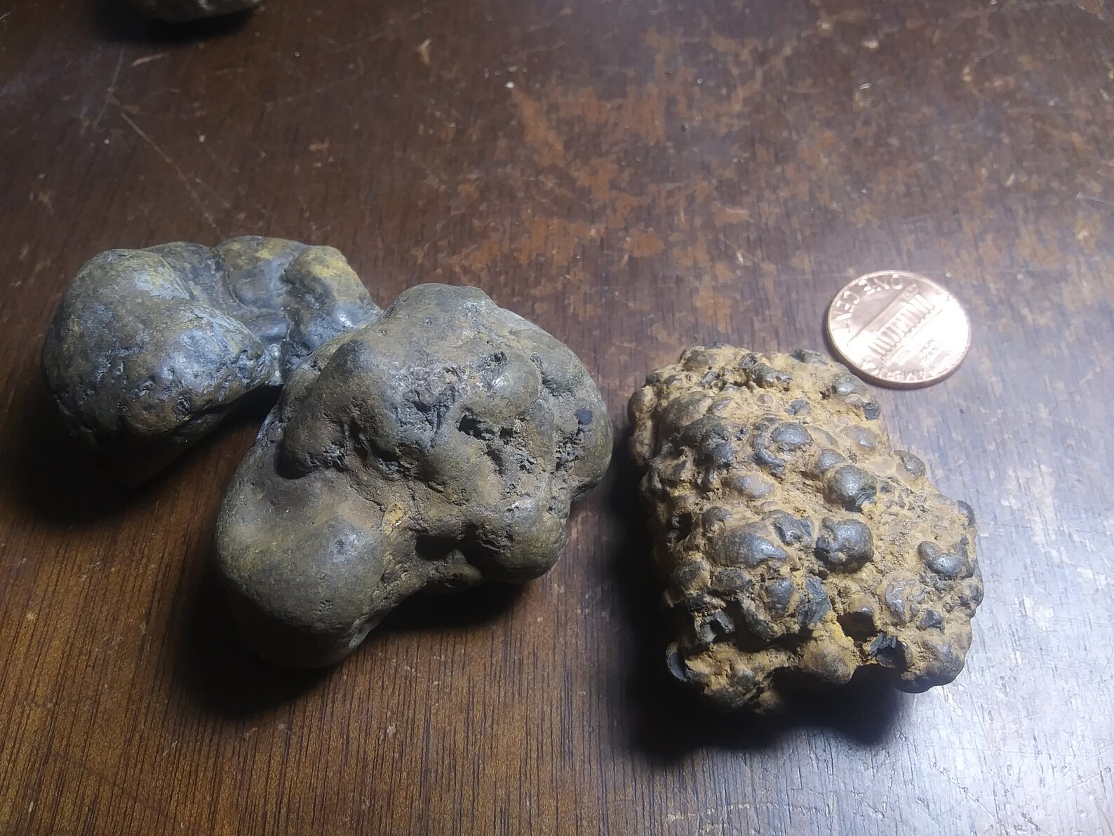 fossilized t rex poop