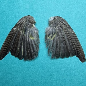 鳥の羽根の翼 - 茶色の緑の翼 4 - 剥製 - 鳥の標本 - Etsy 日本
