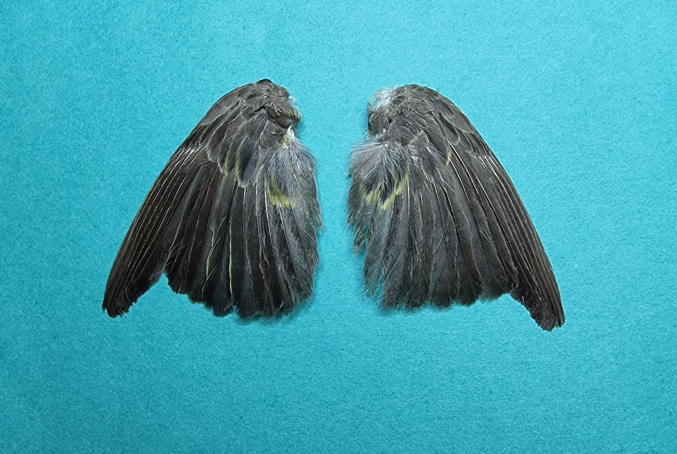 鳥の羽根の翼 - 茶色の緑の翼 4 - 剥製 - 鳥の標本 - Etsy 日本