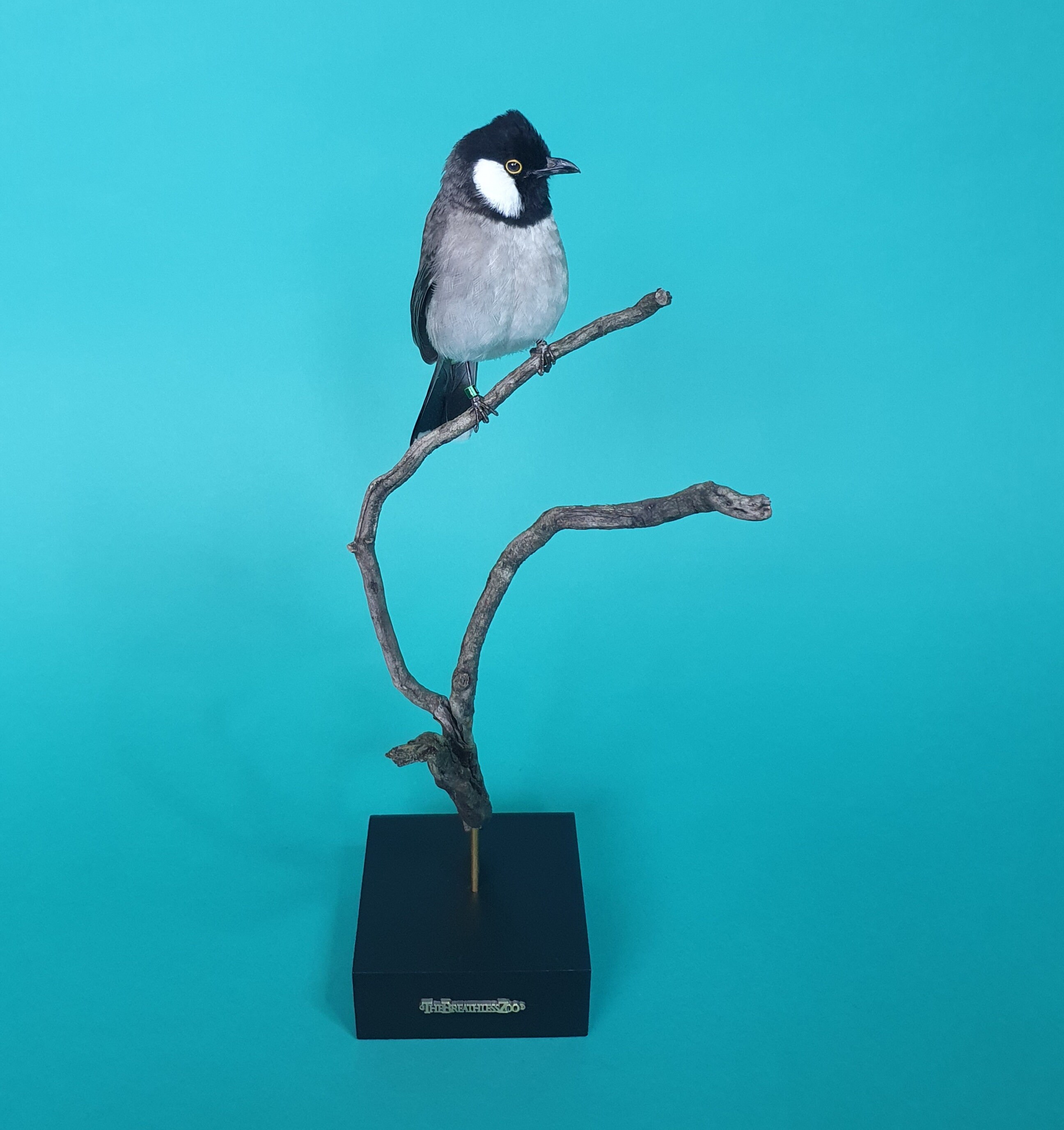 鳥の剥製、シロミミヒヨドリ - 剥製の鳥 - 剥製 - 羽 - Etsy 日本