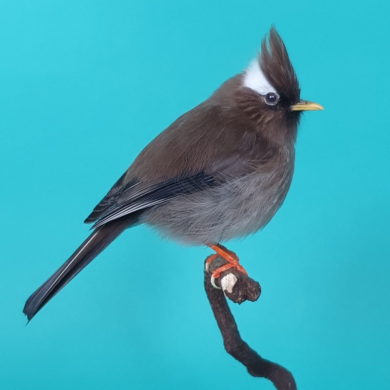 Taxidermy Birds - Etsy