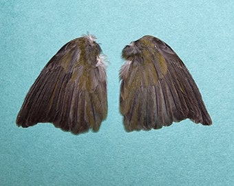 鳥の羽根の翼 - 茶色の緑の翼 4 - 剥製 - 鳥の標本 - Etsy 日本