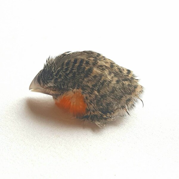 Real stuffed finch head taxidermy mounted curiosity tropical feathers bird fantasy orange brown