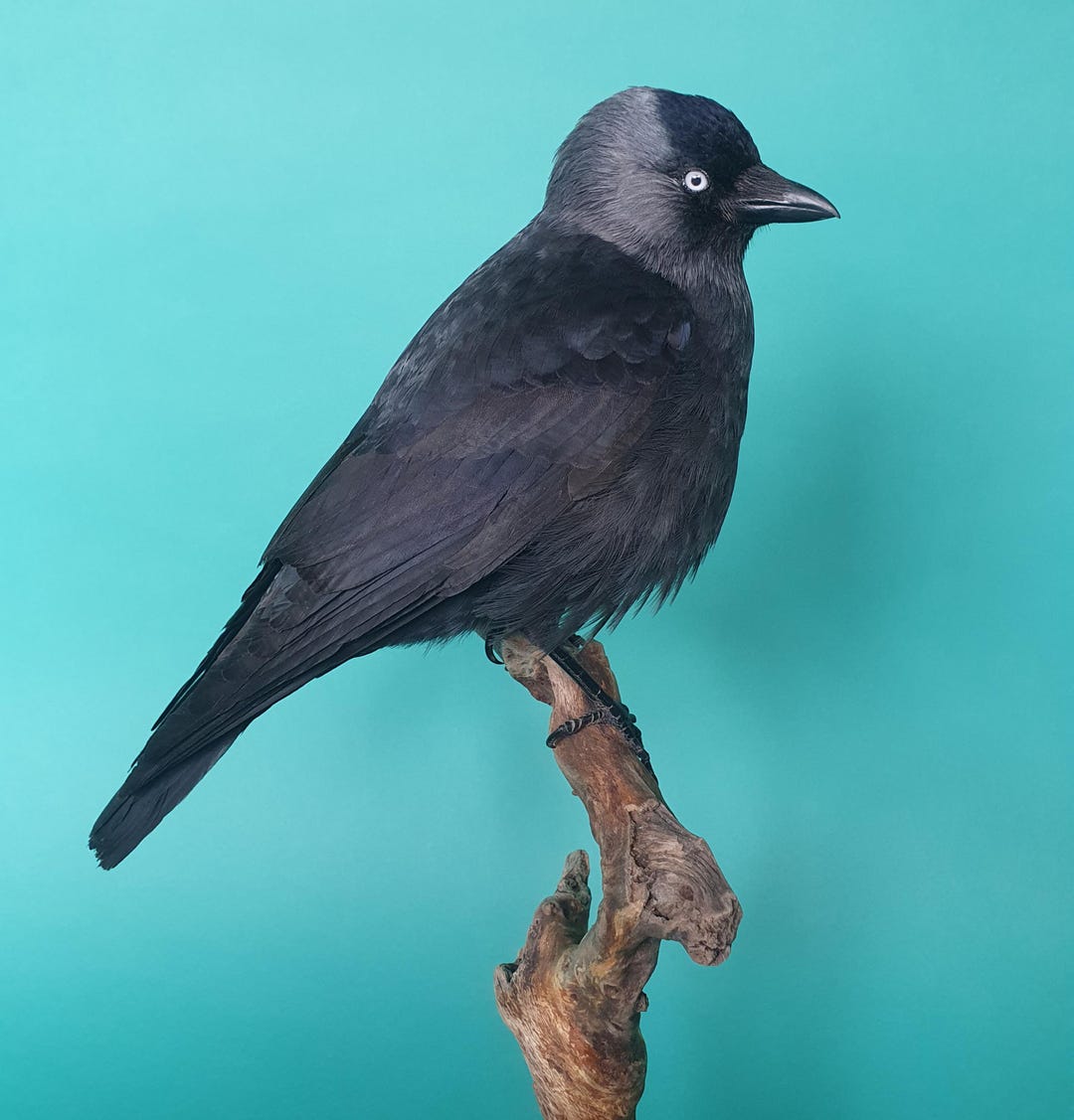 Bird Taxidermy Jackdaw Western Jackdaw Crow Stuffed Bird 