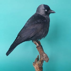 May include: A black and grey jackdaw perched on a branch against a turquoise background.