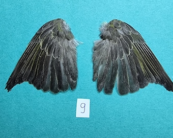 鳥の羽根 オオバン翼標本•頭骨•足標本 鳥の羽根の翼 - 茶色の緑の翼 4 - 剥製 - 鳥の標本 - Etsy 日本