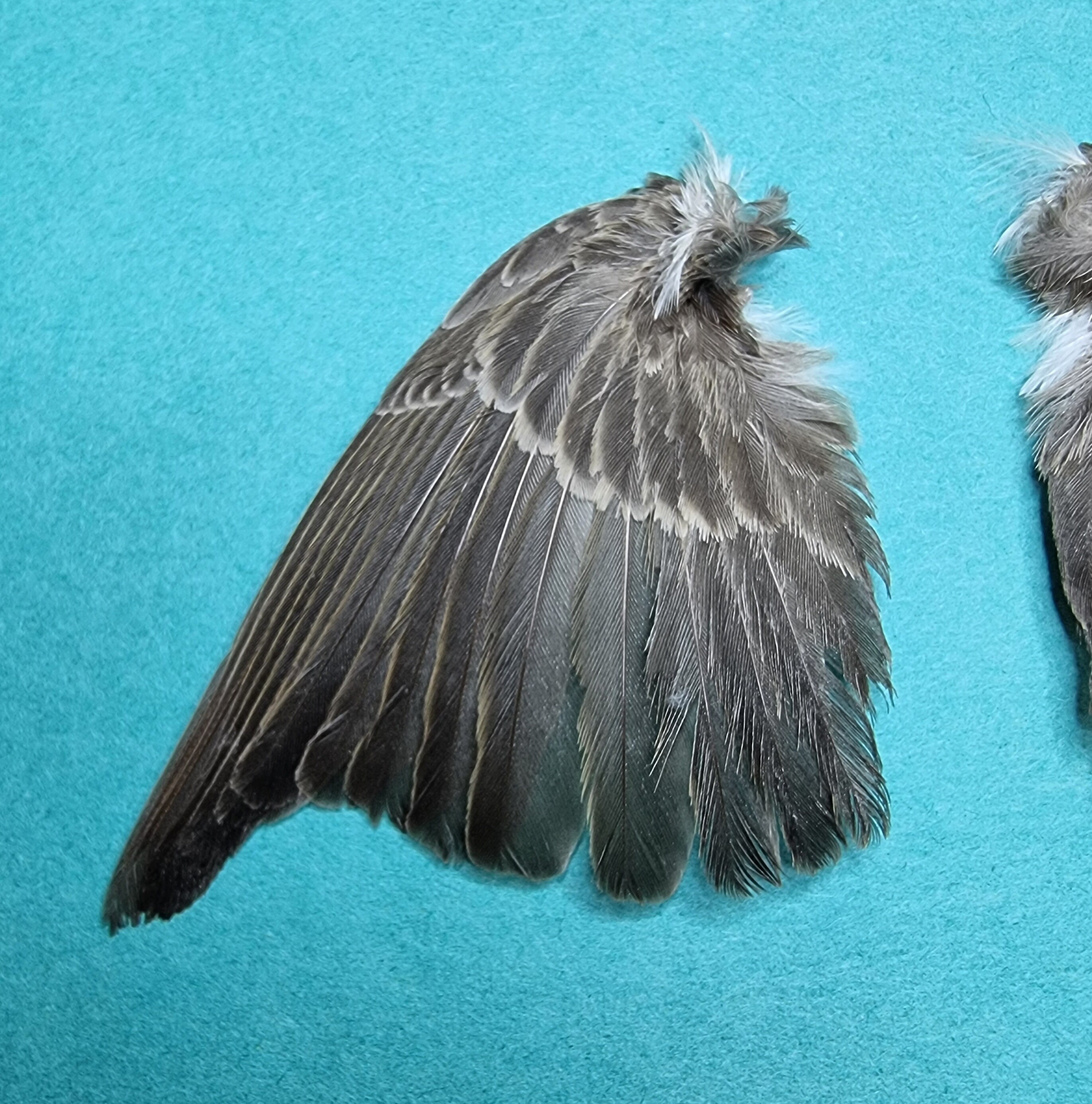 ☆超希少☆状態良！カケスの翼・尾羽剥製 野鳥 羽根 鳥の羽根 天然野外