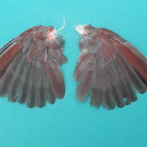 ★超希少★状態良！カケスの翼・尾羽剥製 野鳥 羽根 鳥の羽根 天然野外個体 ☆超希少☆状態良！カケスの翼・尾羽剥製 野鳥 羽根 鳥の羽根