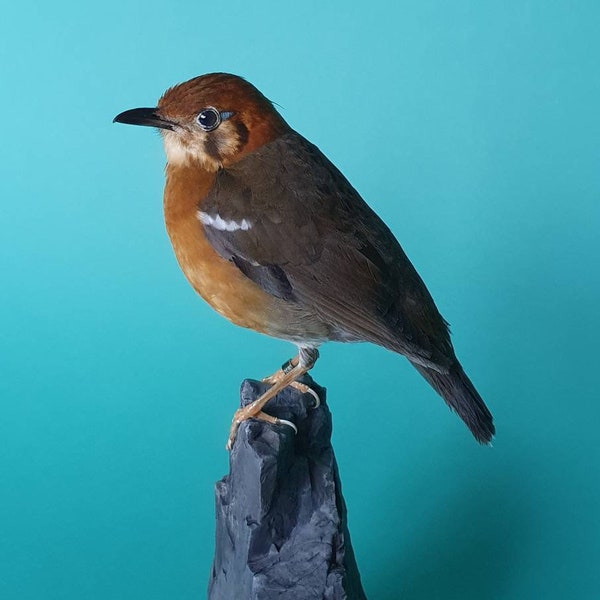 Truffe de taxidermie d’oiseau - muguet à tête orange - oiseau empaillé - taxidermie - plumes