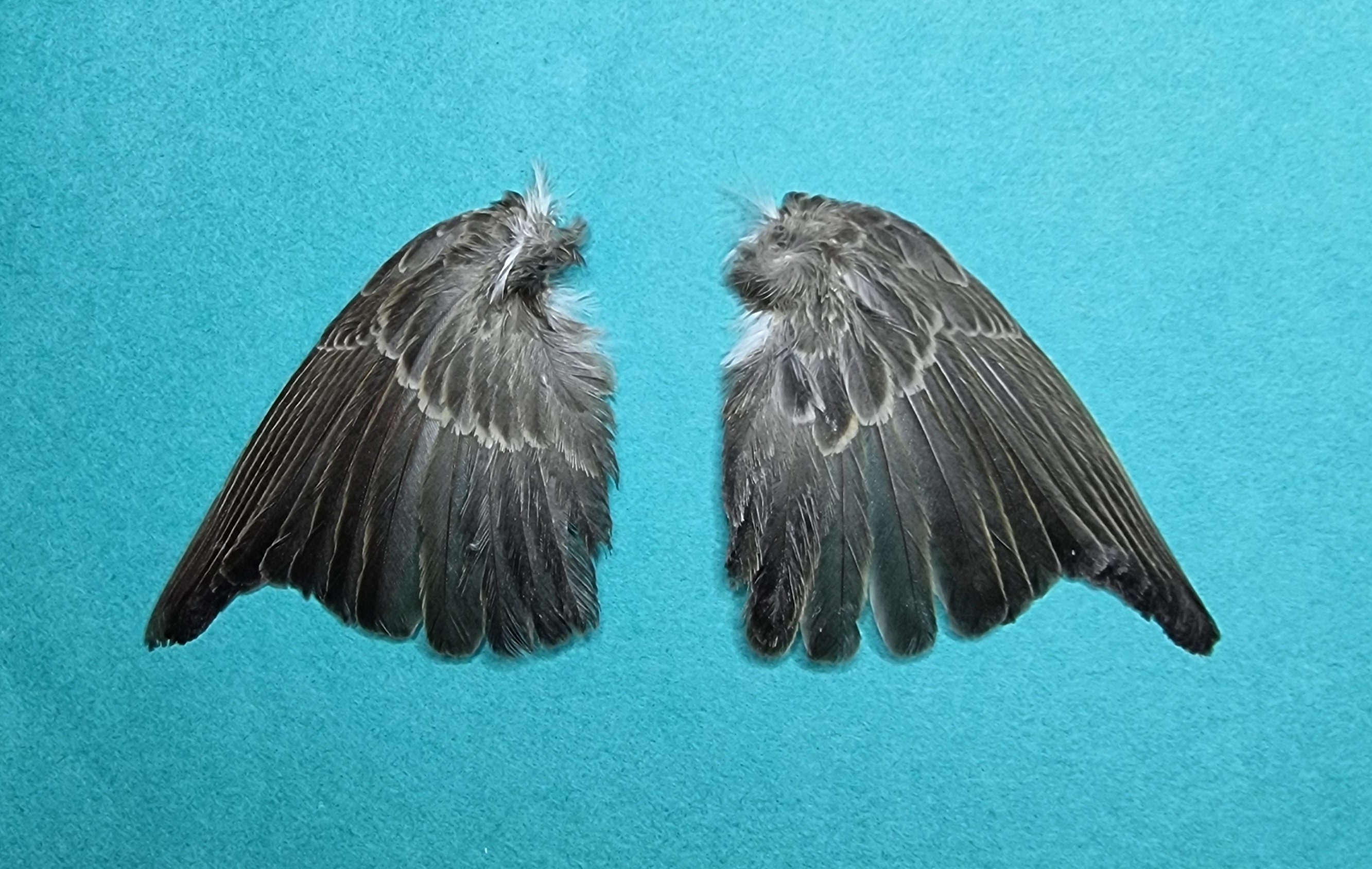 ☆超希少☆状態良！カケスの翼・尾羽剥製 野鳥 羽根 鳥の羽根 天然野外