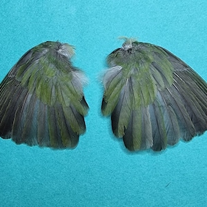 鳥の羽根の翼 - 茶色の緑の翼 4 - 剥製 - 鳥の標本 - Etsy 日本