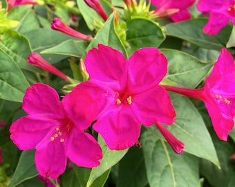 15 Pink Mirabilis Jalapa (Marvel of Peru) Seeds