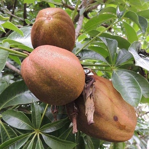 Money Tree Seeds - Etsy