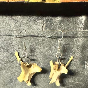 May include: A pair of dangle earrings featuring small, off-white, irregularly shaped animal vertebrae bones suspended from silver-toned metal fishhook wires. Each bone is attached to the earring hook by a small, circular silver-toned metal jump ring.
