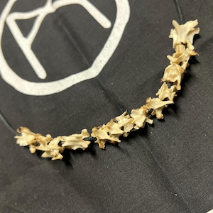 Op de afbeelding: Een ketting gemaakt van kleine, gebroken witte wervels geregen op een zwart koord. De ketting wordt gepresenteerd op een zwarte stof met een wit cirkelvormig ontwerp op de achtergrond. De wervels hebben een natuurlijke, organische uitstraling.