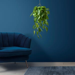 K&ouml;nnte beinhalten: Ein blauer Samt-Sessel mit goldenen Beinen steht vor einer dunkelblauen Wand mit einer h&auml;ngenden gr&uuml;nen Pflanze.