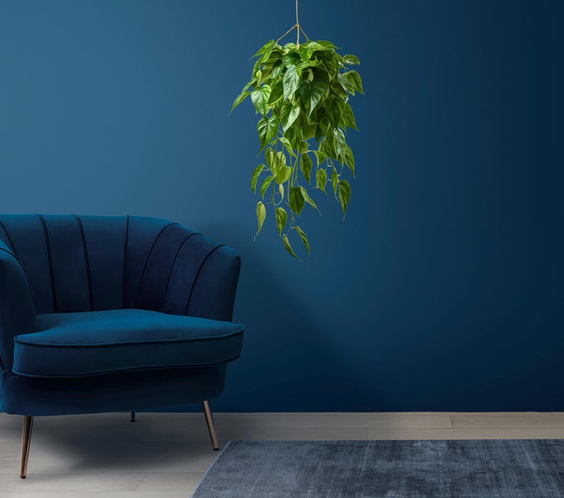 K&ouml;nnte beinhalten: Ein blauer Samt-Sessel mit goldenen Beinen steht vor einer dunkelblauen Wand mit einer h&auml;ngenden gr&uuml;nen Pflanze.