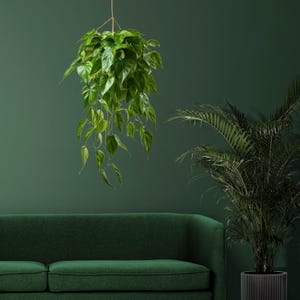 K&ouml;nnte beinhalten: Ein gr&uuml;nes Sofa mit einer h&auml;ngenden Pflanze vor einer gr&uuml;nen Wand. Die Pflanze hat lange, herabh&auml;ngende Ranken mit gr&uuml;nen Bl&auml;ttern.