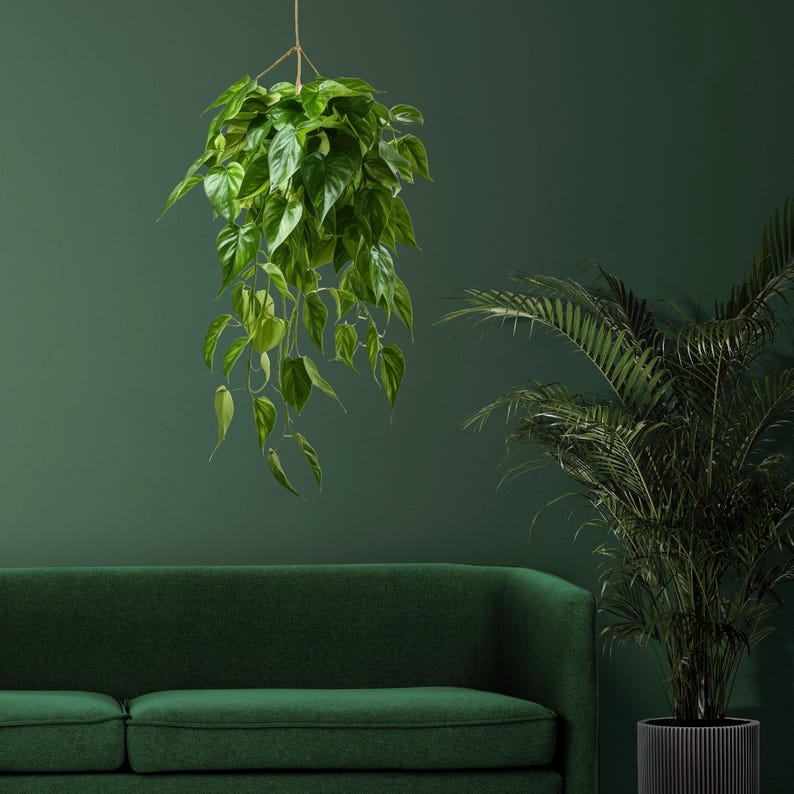K&ouml;nnte beinhalten: Ein gr&uuml;nes Sofa mit einer h&auml;ngenden Pflanze vor einer gr&uuml;nen Wand. Die Pflanze hat lange, herabh&auml;ngende Ranken mit gr&uuml;nen Bl&auml;ttern.