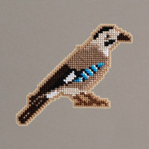 Israeli birds - Eurasian jay