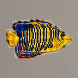 Israeli wild life - Royal angel fish