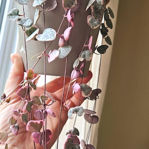 May include: A variegated string of hearts plant with heart-shaped leaves in shades of green, silver, and pink, trailing from a matte taupe hanging pot suspended by a thick jute rope. The plant features thin, delicate stems and small foliage.