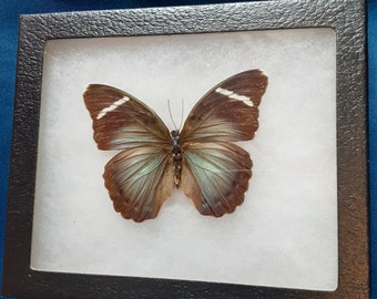 Euphaedra eberti Butterfly | Real Butterfly | Framed Butterfly