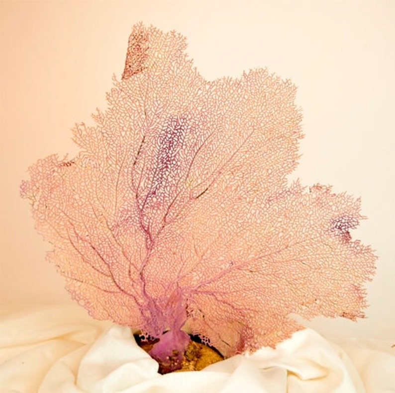 Sea Fan Coral Sea Fan Nautical DecorSea Fans Interior Etsy