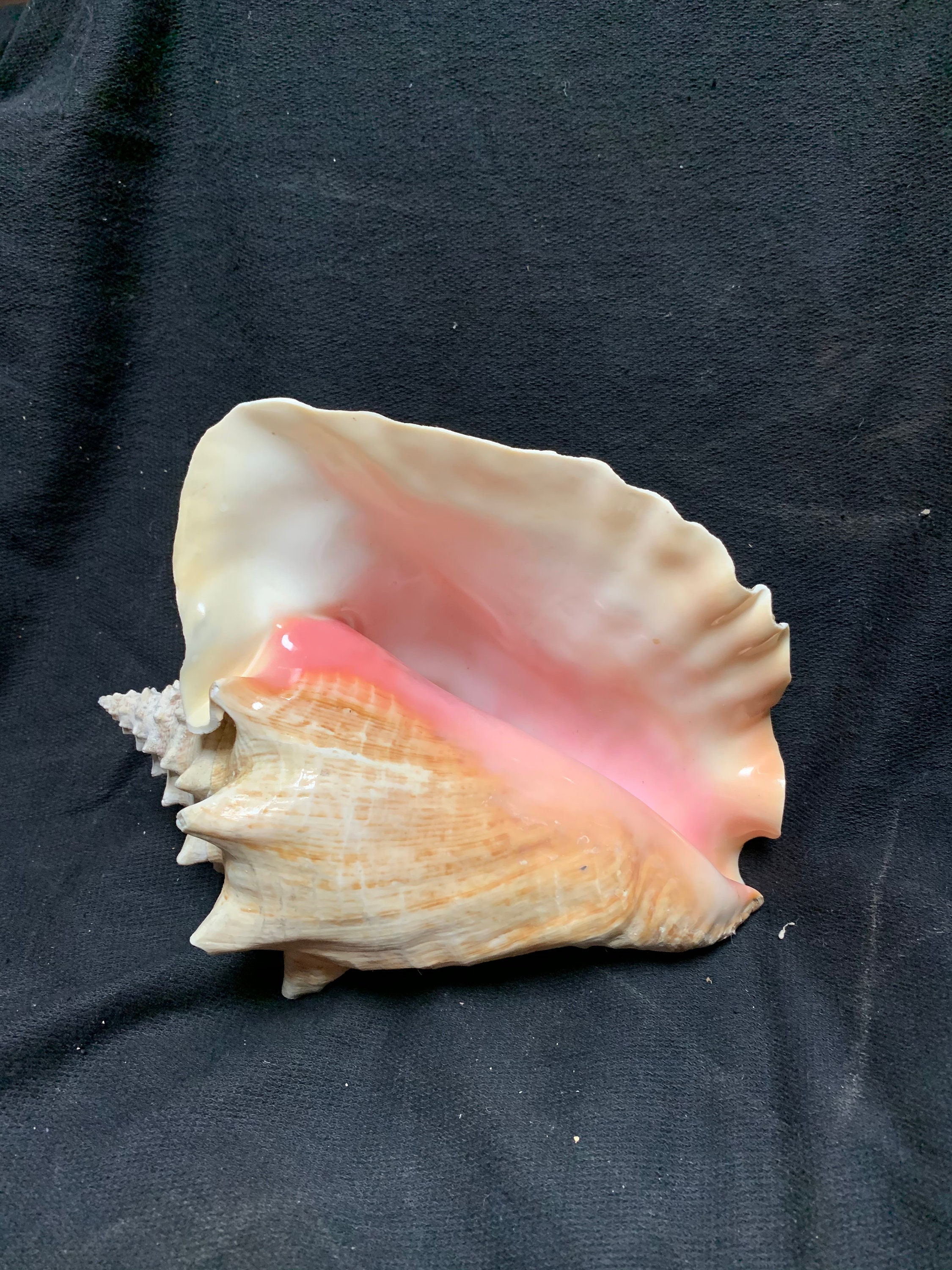Queen Conch Shell 1013 Etsy