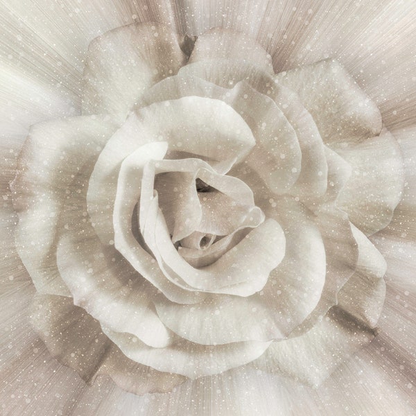 Hoffman's Ivory Dream Big Rose 43in x 43in Digitally