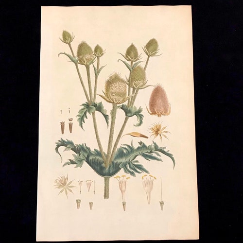 Teasel Wildflower, 1777 Folio-Size Engraving by Miller, shops Rare Antique Botanical Print