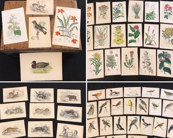 Lot of Original Antique Prints, Group of Five Hand-Colored Lithographs and Engravings, 19th Century Natural History