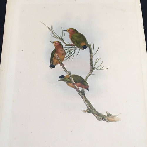 Sasia Abnormis - Original Hand-Colored Lithograph by J. shops Gould, 19th Century Ornithological Print, Birds of Asia Antique Print