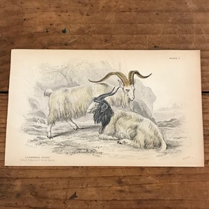 1828.SMALL Antique print.Mammals,CAPRA,goats,sheeps .Wilhelm,Gottlieb Tobias.Copper engraving.Colored by hand.6.2x3.9 ins or 16x10 cm.