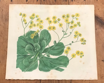 Bulbous Gesneria 1819 Hand Colored Engraving by Edwards Original Antique Botanical Print