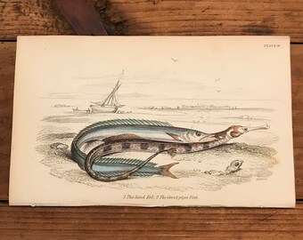 Urodela Original Antique Encyclopaedia Illustration Siren Eel Marine Wildlife wall decor home decor 1891 EEL Fish