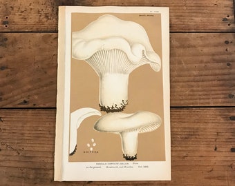 1933 Antique Mushroom identification Chart Print Fungus Wall art home decor vintage Fungi print