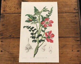 1842 Curtis Botanical Engraving Original Hand Colored Antique Print Peruvian Macleania Flower