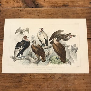 c ornithology art bird print original vintage lithograph bird of prey print King Vulture 1934 VULTURE PRINT
