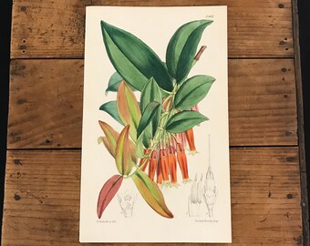 1842 Curtis Botanical Engraving Original Hand Colored Antique Print Peruvian Macleania Flower