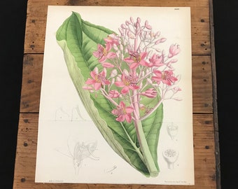 1842 Curtis Botanical Engraving Original Hand Colored Antique Print Peruvian Macleania Flower