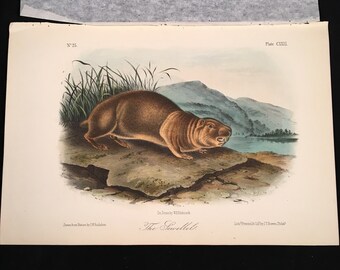 1989 Vintage /"MOLE SHAPED POUCHED RAT/" AUDUBON MAMMAL COLOR Art Plate Lithograph
