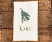 Water Moss Antique Print, Original 1799 Hand Colored Engraving by Sowerby, Botanical Print for Framing