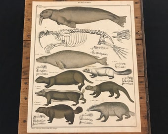 Vintage Lithograph from 1882 Walrus Fine Art Print A4A3 FramedUnframed