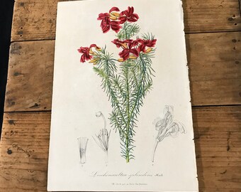 Bulbous Gesneria 1819 Hand Colored Engraving by Edwards Original Antique Botanical Print